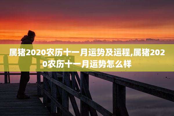 属猪2020农历十一月运势及运程,属猪2020农历十一月运势怎么样