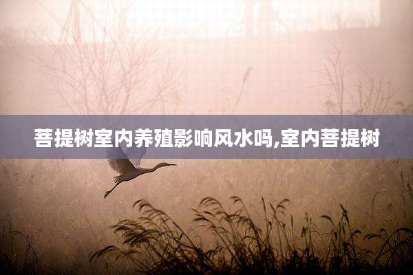 菩提树室内养殖影响风水吗,室内菩提树