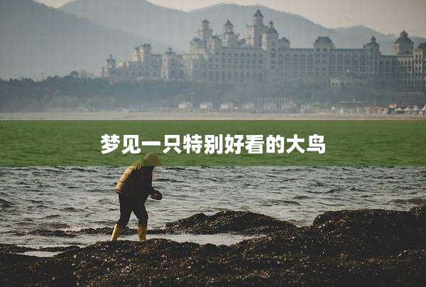 梦见一只特别好看的大鸟