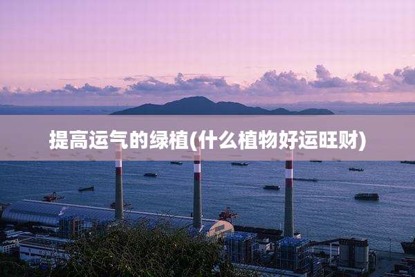 提高运气的绿植(什么植物好运旺财)