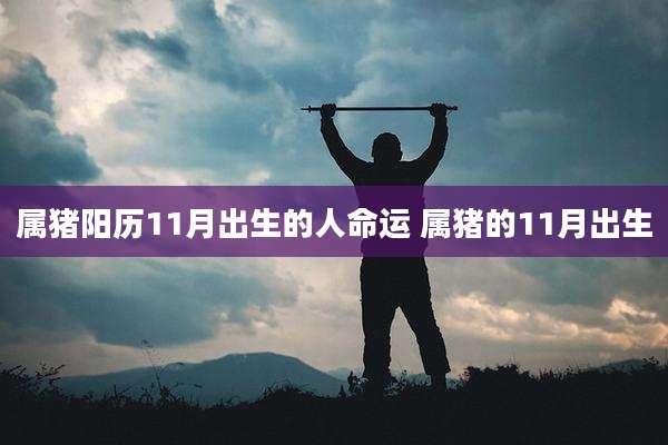 属猪阳历11月出生的人命运 属猪的11月出生
