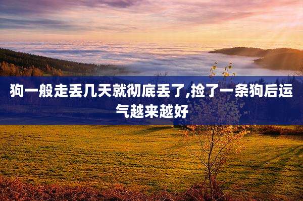 狗一般走丢几天就彻底丢了,捡了一条狗后运气越来越好