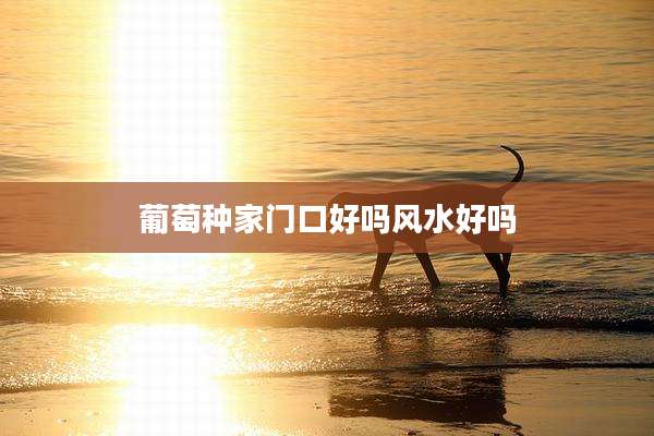 葡萄种家门口好吗风水好吗