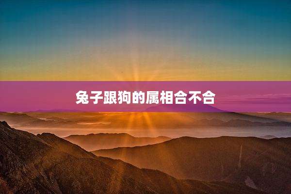 兔子跟狗的属相合不合