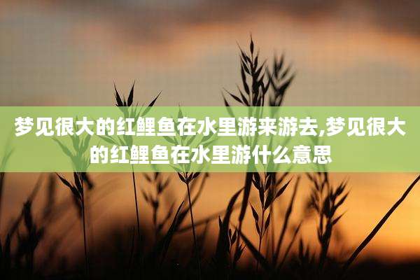 梦见很大的红鲤鱼在水里游来游去,梦见很大的红鲤鱼在水里游什么意思