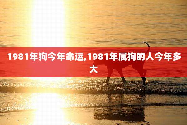 1981年狗今年命运,1981年属狗的人今年多大