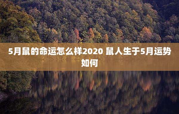 5月鼠的命运怎么样2020 鼠人生于5月运势如何