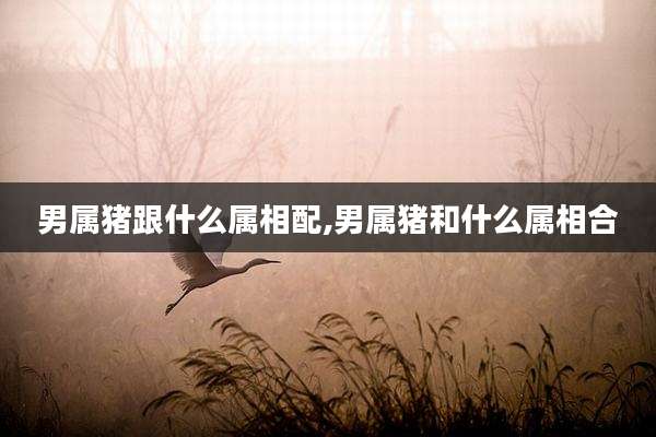 男属猪跟什么属相配,男属猪和什么属相合