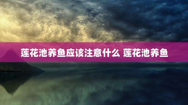莲花池养鱼应该注意什么 莲花池养鱼