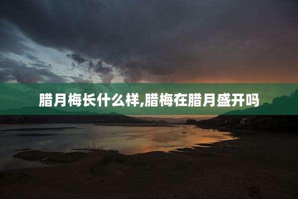 腊月梅长什么样,腊梅在腊月盛开吗