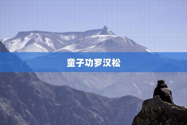 童子功罗汉松