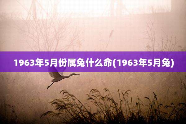 1963年5月份属兔什么命(1963年5月兔)