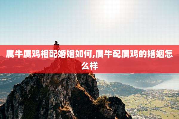 属牛属鸡相配婚姻如何,属牛配属鸡的婚姻怎么样