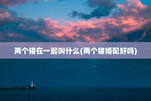 两个猪在一起叫什么(两个猪婚配好吗)