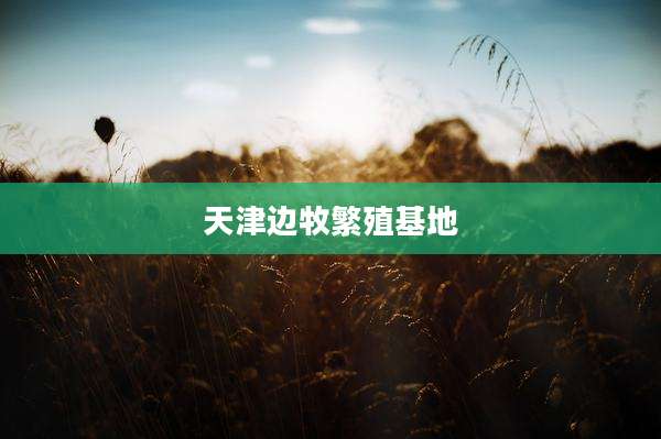 天津边牧繁殖基地