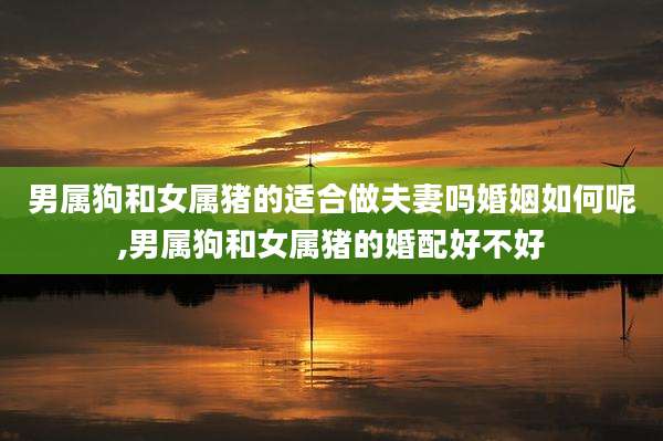 男属狗和女属猪的适合做夫妻吗婚姻如何呢,男属狗和女属猪的婚配好不好