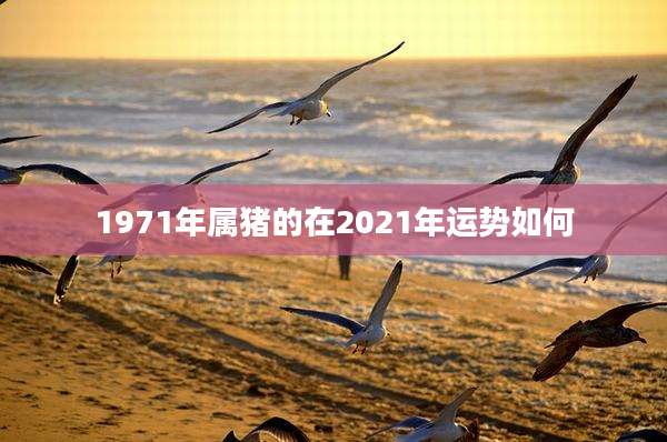 1971年属猪的在2021年运势如何