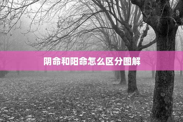 阴命和阳命怎么区分图解