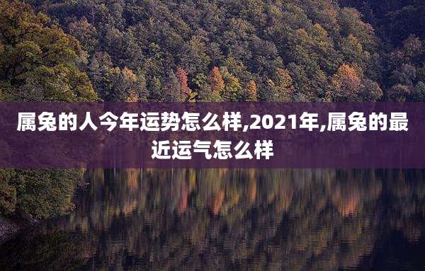 属兔的人今年运势怎么样,2021年,属兔的最近运气怎么样