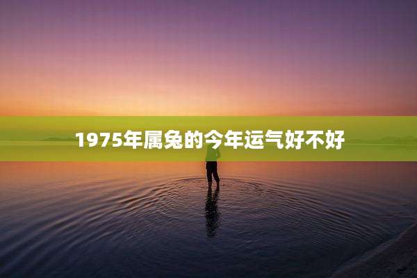1975年属兔的今年运气好不好