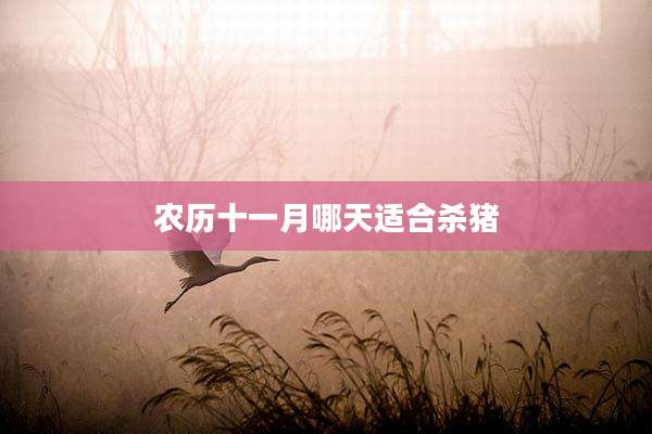 农历十一月哪天适合杀猪