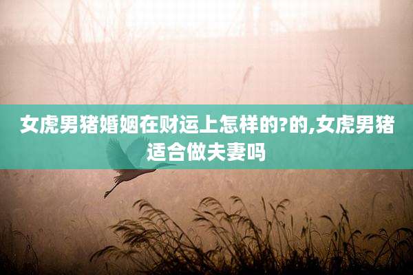 女虎男猪婚姻在财运上怎样的?的,女虎男猪适合做夫妻吗
