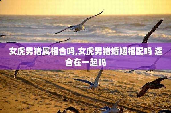 女虎男猪属相合吗,女虎男猪婚姻相配吗 适合在一起吗