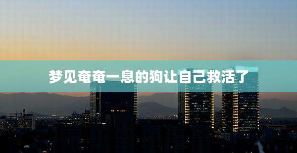 梦见奄奄一息的狗让自己救活了