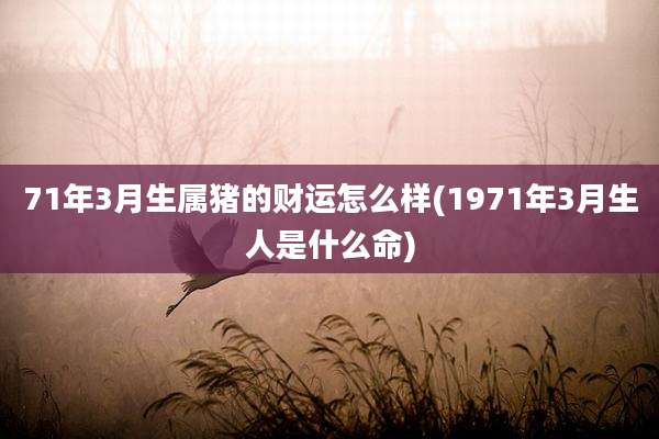 71年3月生属猪的财运怎么样(1971年3月生人是什么命)