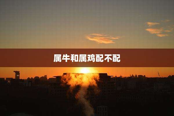 属牛和属鸡配不配