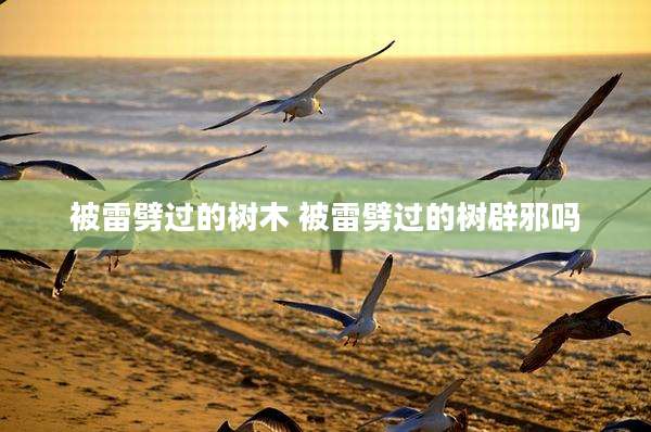 被雷劈过的树木 被雷劈过的树辟邪吗