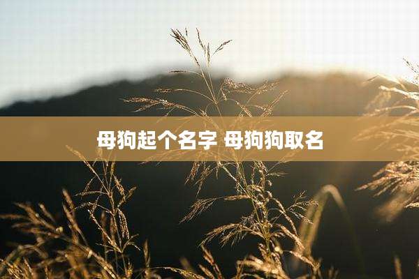 母狗起个名字 母狗狗取名