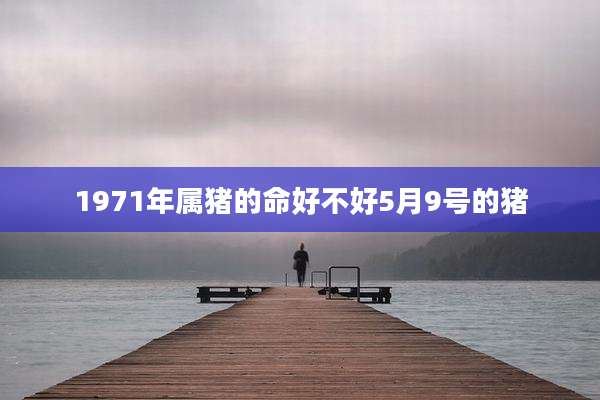 1971年属猪的命好不好5月9号的猪