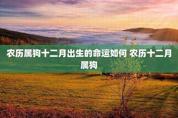 农历属狗十二月出生的命运如何 农历十二月属狗