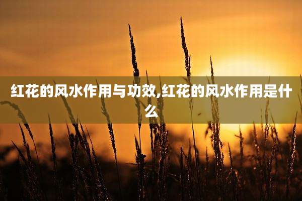 红花的风水作用与功效,红花的风水作用是什么