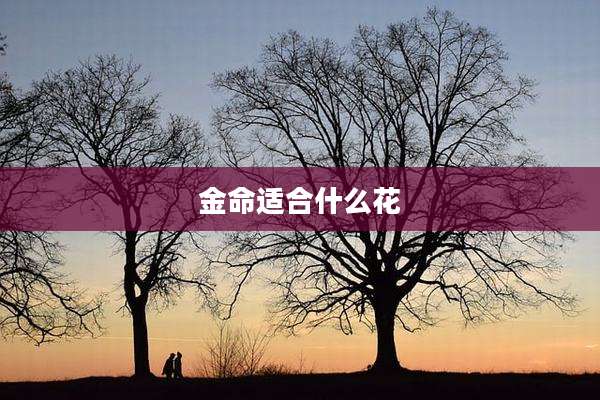金命适合什么花