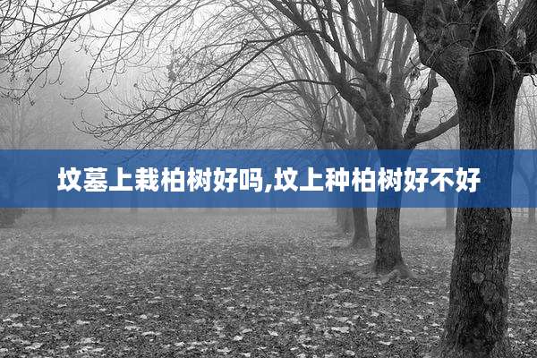 坟墓上栽柏树好吗,坟上种柏树好不好