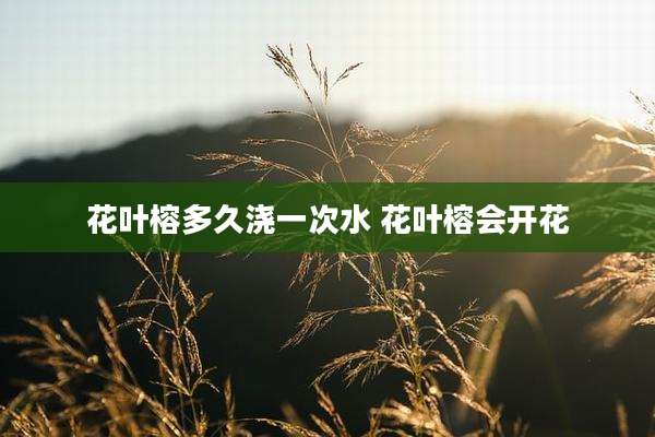 花叶榕多久浇一次水 花叶榕会开花