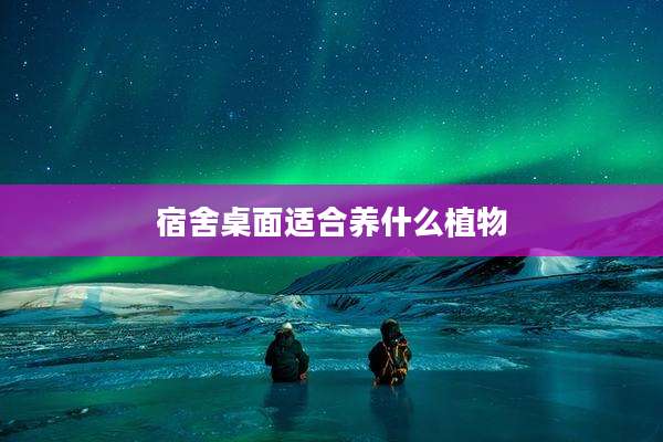 宿舍桌面适合养什么植物