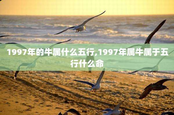 1997年的牛属什么五行,1997年属牛属于五行什么命