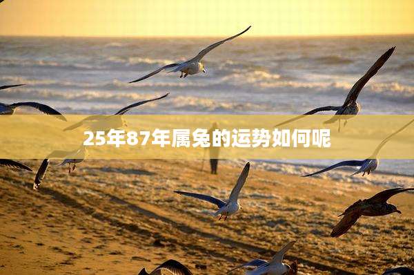 25年87年属兔的运势如何呢