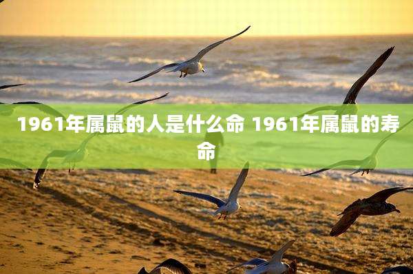 1961年属鼠的人是什么命 1961年属鼠的寿命