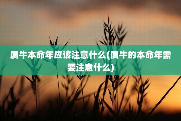 属牛本命年应该注意什么(属牛的本命年需要注意什么)