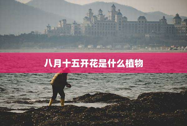 八月十五开花是什么植物