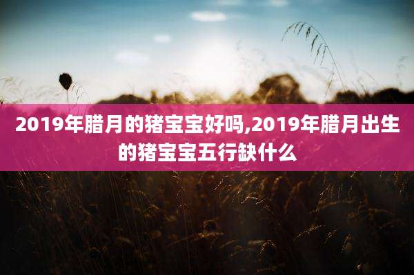 2019年腊月的猪宝宝好吗,2019年腊月出生的猪宝宝五行缺什么