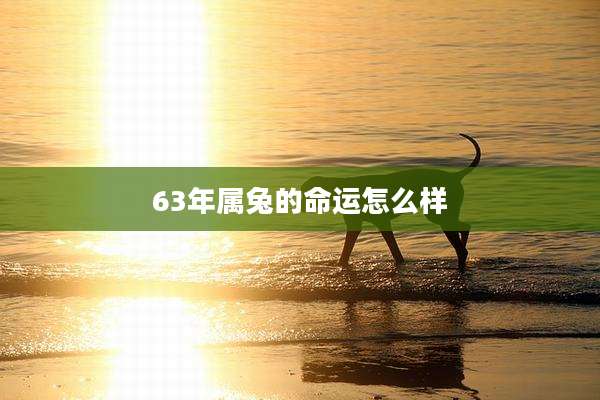 63年属兔的命运怎么样