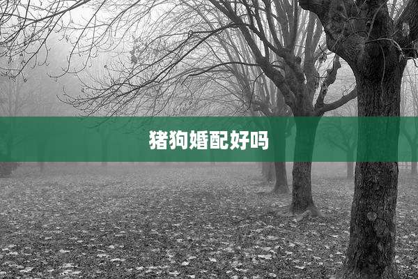 猪狗婚配好吗