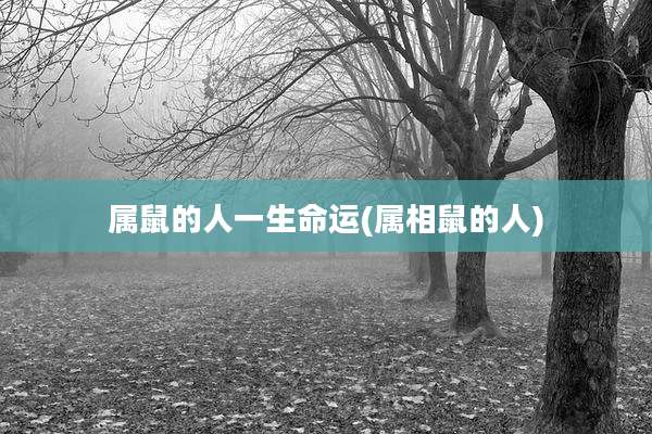 属鼠的人一生命运(属相鼠的人)