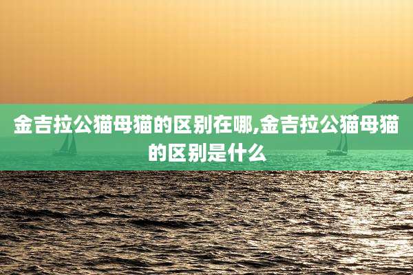 金吉拉公猫母猫的区别在哪,金吉拉公猫母猫的区别是什么