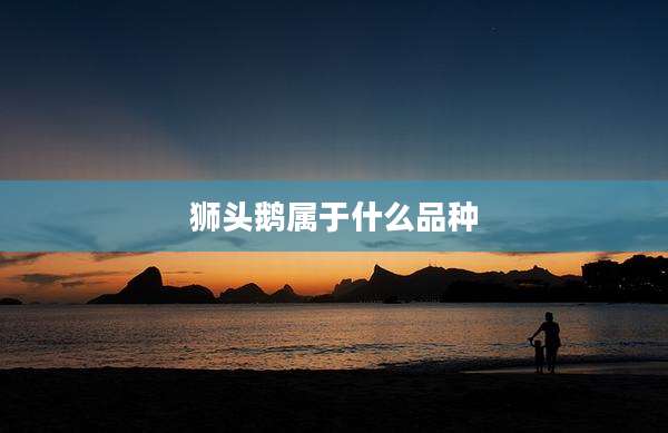 狮头鹅属于什么品种